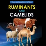 Essential Anatomy of the Ruminats and Camelids